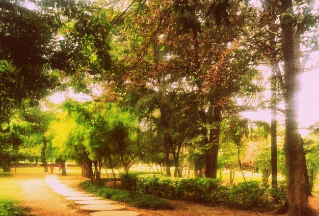 morning walk green trees garden park photography on pumpernickel pixie