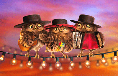 animated owl gif owl quirky owl illustrated owl funny owl happy owl dancing owl cartoon owl motion owl pumpernickel pixie 