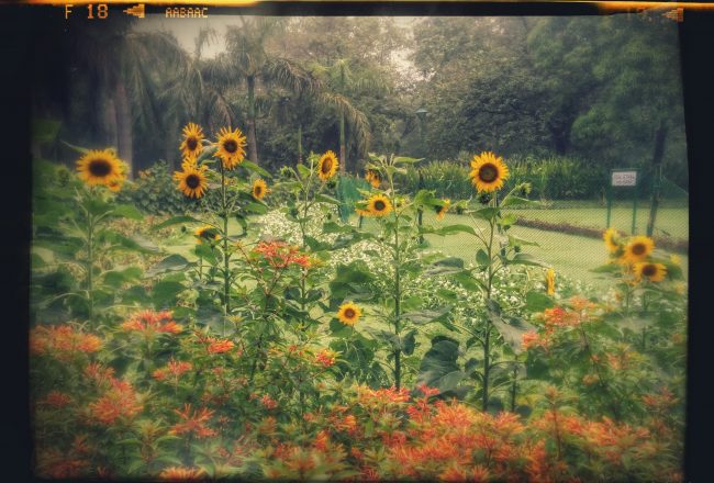 garden sunflower sunshine nature look at the bright side keep your face towards the sunshine look for the sunshine happy positive grateful gratitude bright bold beautiful cheerful one week one photo on pumpernickel pixie