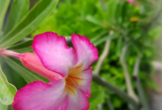 pretty, flower, pink, garden, bloom, summer, nature, beauty, one week one photo on pumpernickel pixie