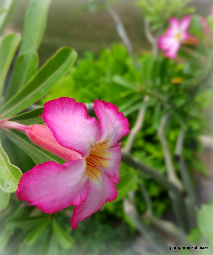 pretty, flower, pink, garden, bloom, summer, nature, beauty, one week one photo on pumpernickel pixie