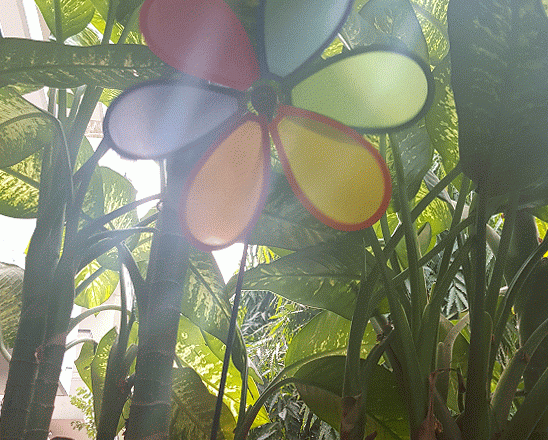 flower, animation, gif, nature, garden, colors of life, photo a week, photography, pumpernickel pixie