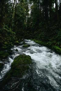 winter travel, forest, nature, wild, wilderness, mountains, pines, trees, winter walk, nature travel, travel inspiration, tumblr, wintergirl, pumpernickel pixie