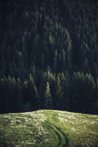 winter travel, forest, nature, wild, wilderness, mountains, pines, trees, winter walk, nature travel, travel inspiration, tumblr, wintergirl, pumpernickel pixie