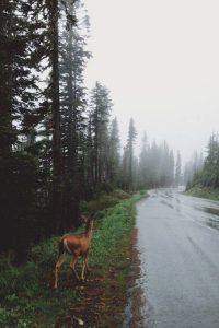 winter travel, forest, nature, wild, wilderness, mountains, pines, trees, winter walk, nature travel, travel inspiration, tumblr, wintergirl, pumpernickel pixie