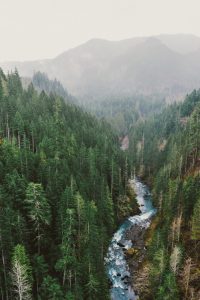 winter travel, forest, nature, wild, wilderness, mountains, pines, trees, winter walk, nature travel, travel inspiration, tumblr, wintergirl, pumpernickel pixie