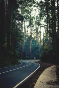 winter travel, forest, nature, wild, wilderness, mountains, pines, trees, winter walk, nature travel, travel inspiration, tumblr, wintergirl, pumpernickel pixie